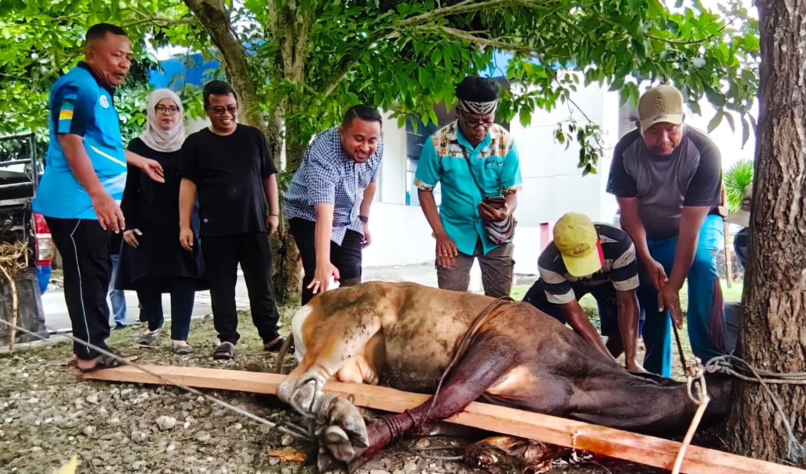 DPR Papua Sembelih 4 Sapi Kurban, Denny Bonai Tekankan Semangat Berbagi dan Toleransi