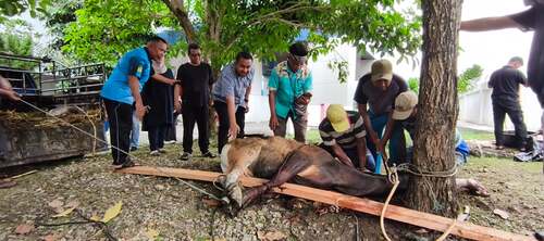 DPR Papua Sembelih Empat Ekor Sapi Kurban, Daging Dibagikan kepada 300 Pegawai dan Staf